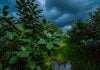 tormentas y lluvias yerba