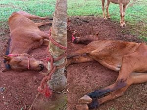 Denuncian un presunto caso de maltrato animal tras hallar a un caballo agonizando y atado a un árbol en Eldorado imagen-5