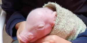 cerdo modificado genéticamente para trasplantes de órganos humanos