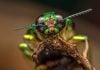 Un estudio estima que la Tierra podría albergar hasta 20 millones de especies de insectos