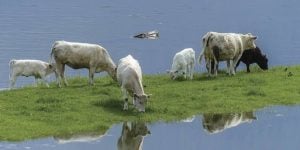 El INTA Ituzaingó aconsejó cuidado del ganado ante “El Niño”, con forraje, desparasitación y dormideros secos imagen-6