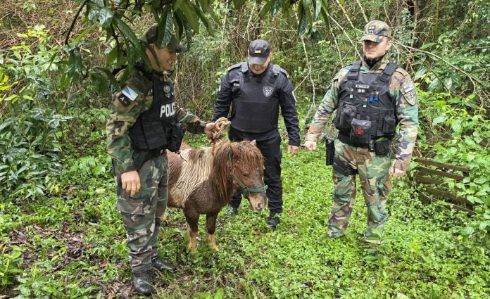 rescatan un poni