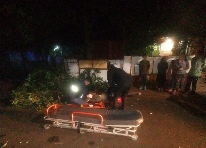 robo paltas Intentó robar paltas