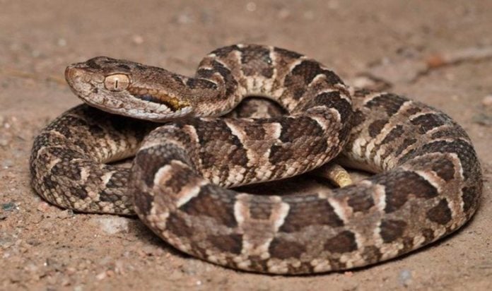 Día Mundial de la Serpiente