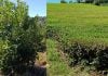 Advierten que El Niño podría afectar la cosecha de yerba mate y modificar la calidad del té yerba mate té